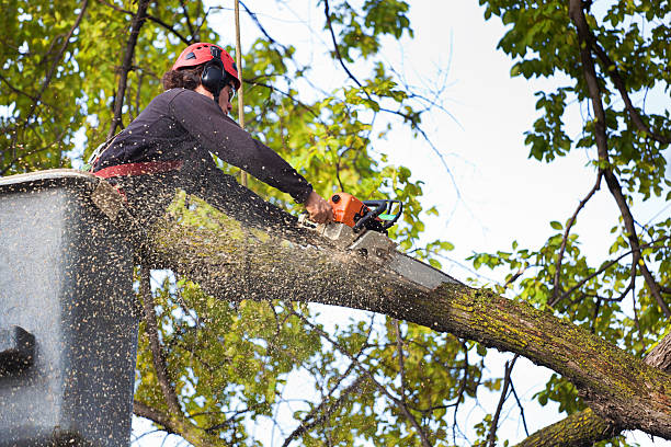 Professional Tree Care in North Hobbs, NM