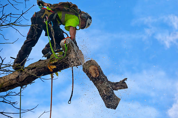 Best Leaf Removal  in North Hobbs, NM